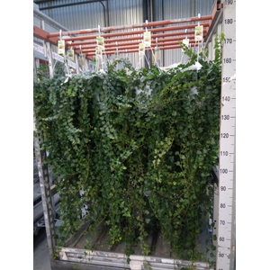 Hedera helix 'Wonder'