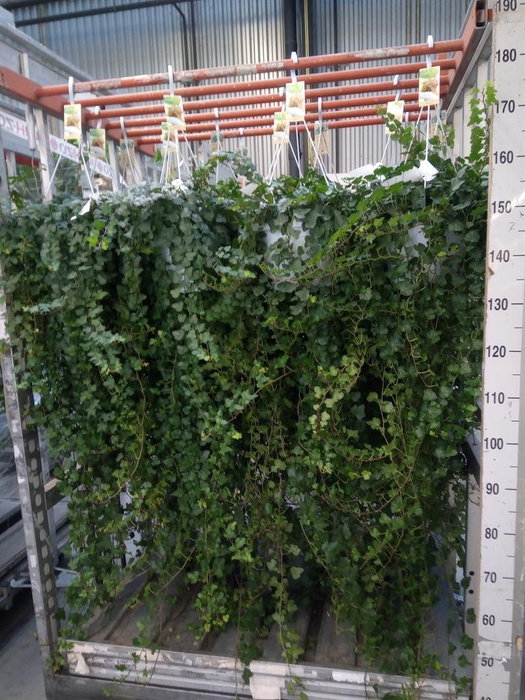 <h4>Hedera helix 'Wonder'</h4>
