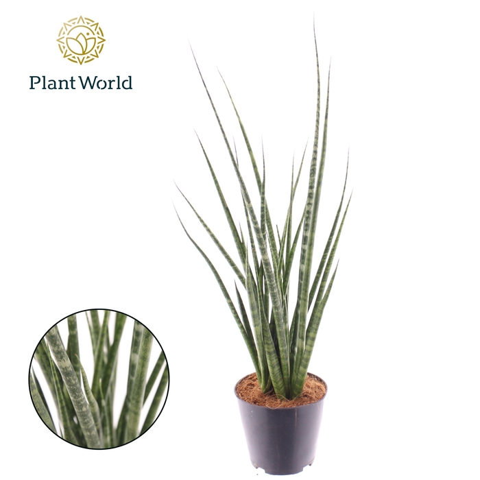 <h4>Sansevieria 'Digitorum'</h4>