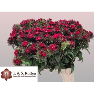 Di Barb B Diep Rood