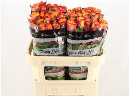 <h4>R Gr Wildfox</h4>