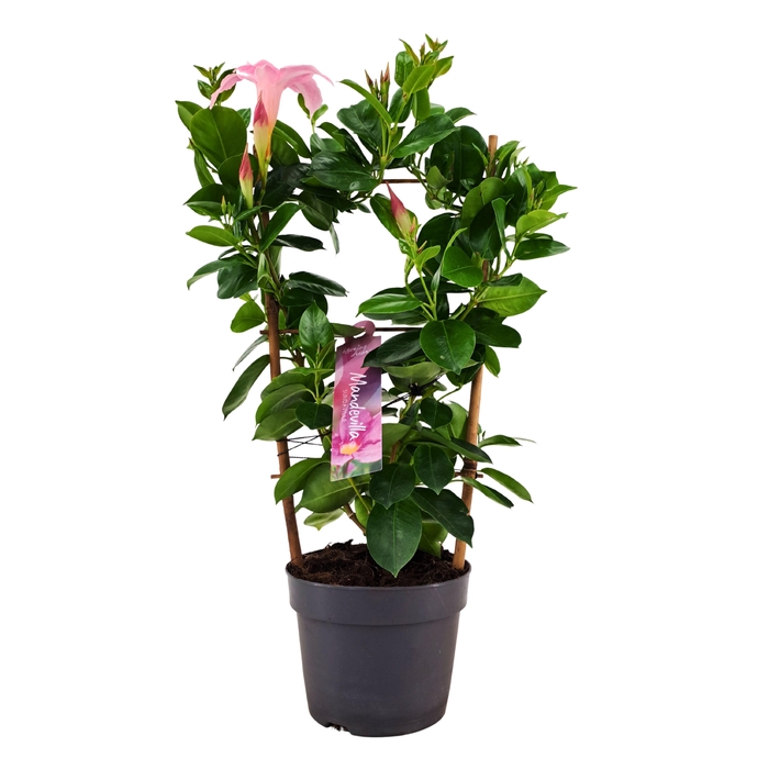 <h4>Dipladenia Sundaville Rek PINK13 cm (PT)</h4>