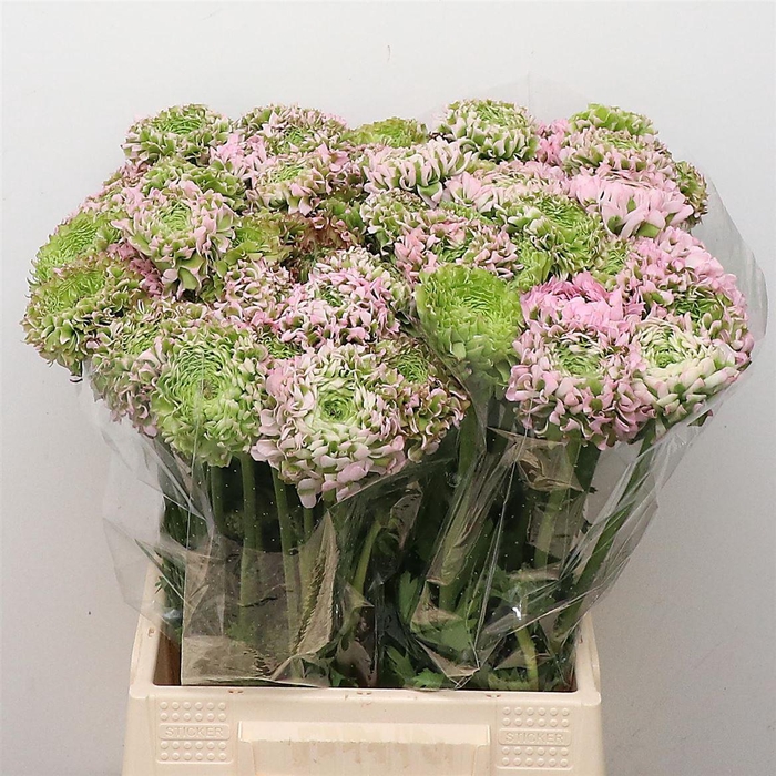 <h4>Ran Ponpon Hermione Pink Super</h4>