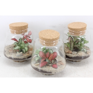 arr3 WR - Terrarium Mercurius S Summer