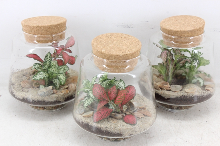 <h4>arr3 WR - Terrarium Mercurius S Summer</h4>