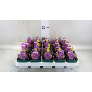 Hyacinthus orie. 'Purple Sensation'