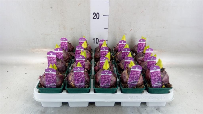 <h4>Hyacinthus orie. 'Purple Sensation'</h4>