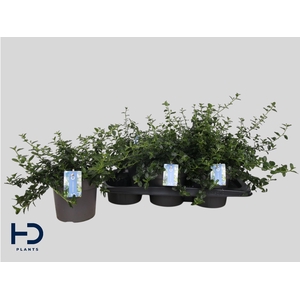 CEAN TH REPENS