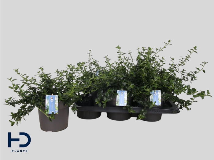 <h4>CEAN TH REPENS</h4>