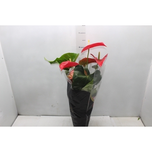 ANTHURIUM MICHIGAN P17 PREMIUM