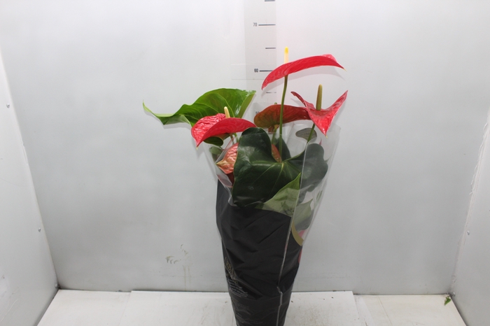 <h4>ANTHURIUM MICHIGAN P17 PREMIUM</h4>