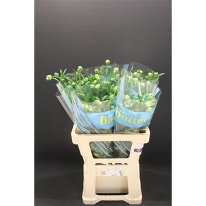 Ran Butterfly Graces 60cm