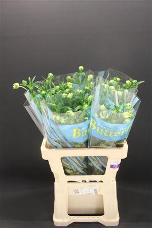 <h4>Ran Butterfly Graces 60cm</h4>