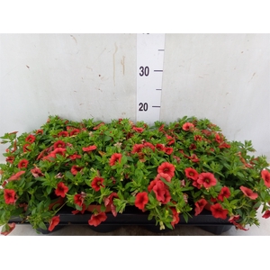 Calibrachoa  'Minifam Orange'