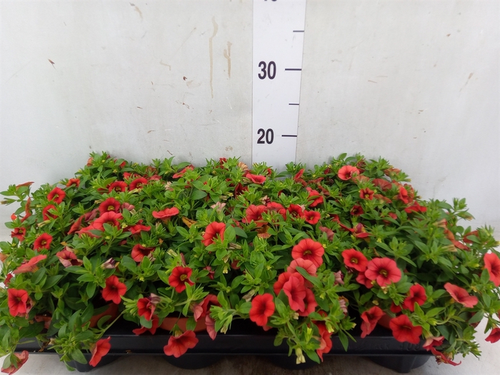 <h4>Calibrachoa  'Minifam Orange'</h4>