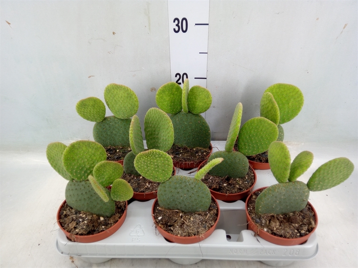 <h4>Opuntia</h4>