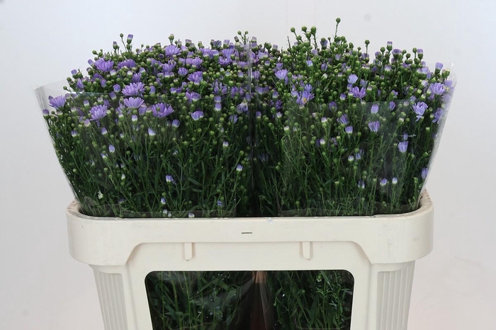 <h4>Aster Cassandra</h4>