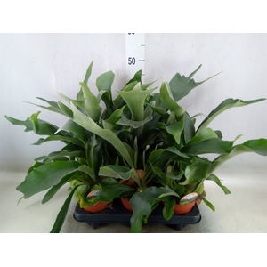 Platycerium bifurc.