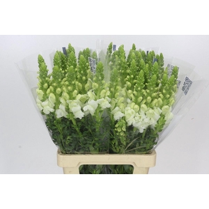 ANTIR POTO EARL WHIT