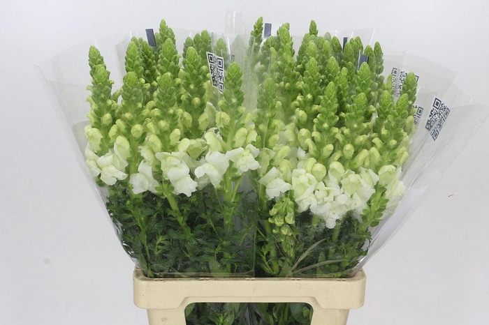 <h4>ANTIR POTO EARL WHIT</h4>