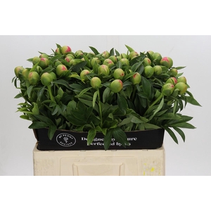 Paenia Pink Hawaiian Coral