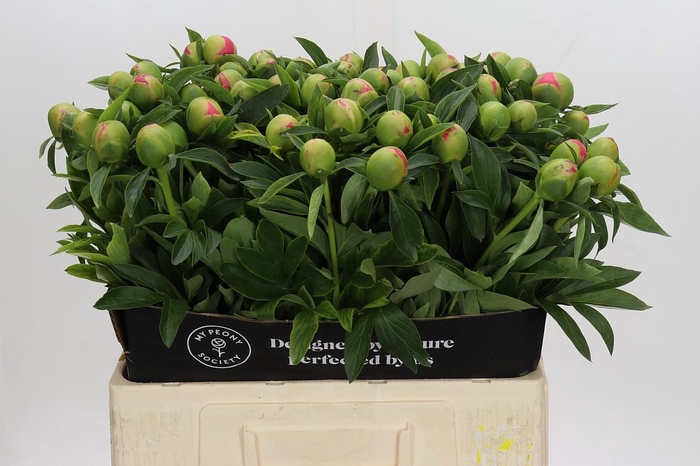 <h4>Paenia Pink Hawaiian Coral</h4>