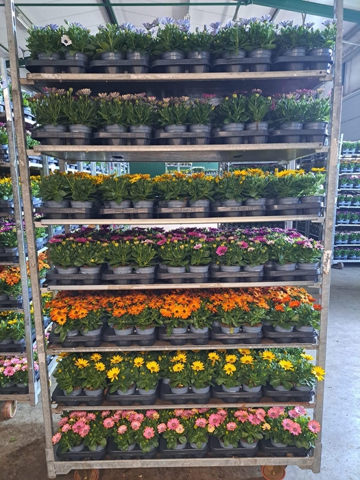 Osteo Mixk 1 Kleur Per Tray