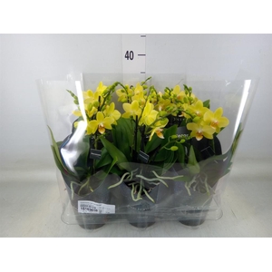 Phalaenopsis multi. 'Ant Albenga'