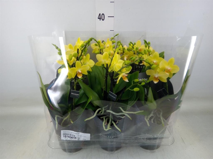 <h4>Phalaenopsis multi. 'Ant Albenga'</h4>