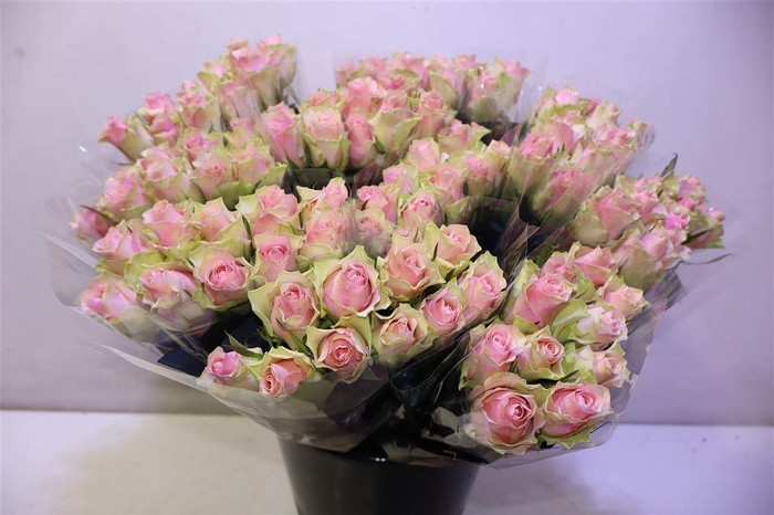 <h4>R Gr Belle Rose X10</h4>