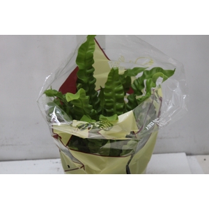 ASPLENIUM CRISPY WAVE P19