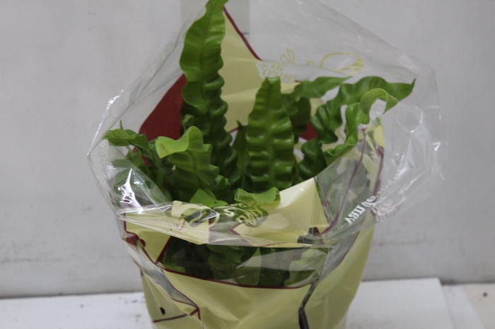 <h4>ASPLENIUM CRISPY WAVE P19</h4>