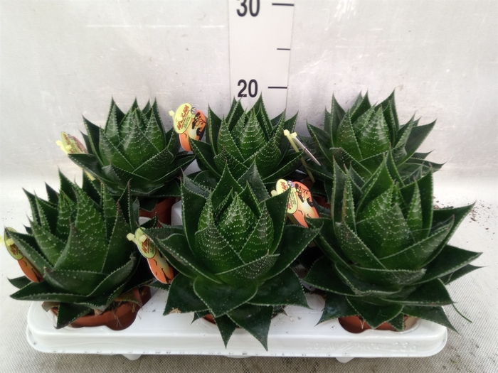 <h4>Aloe aristata 'Cosmo'</h4>