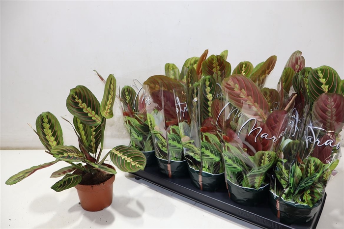 <h4>Maranta Fascinator</h4>