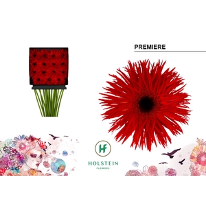 Gerbera Spider Premiere Diamond Per Kaart