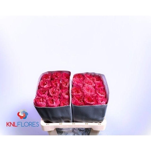 R Gr Cand X-pression