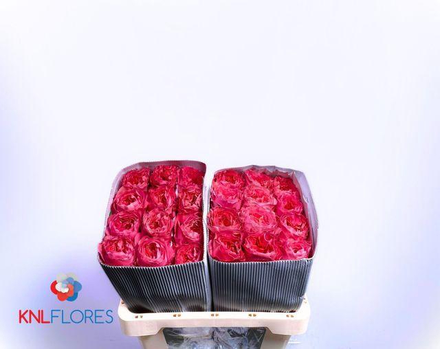 <h4>R Gr Cand X-pression</h4>