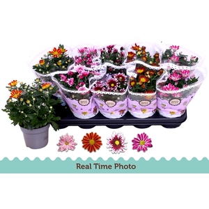 CHRYS GEM 2 KL BLOEM