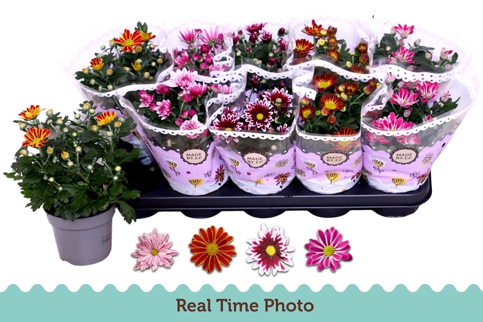 <h4>CHRYS GEM 2 KL BLOEM</h4>