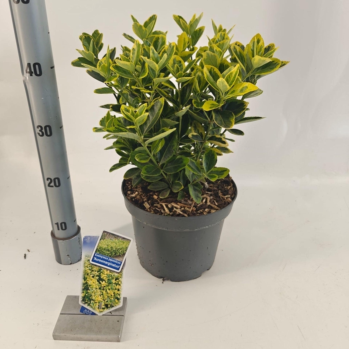 <h4>Euonymus japonicus Aureomarginatus</h4>