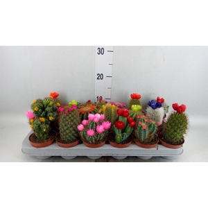 Cactus   ...decorated
