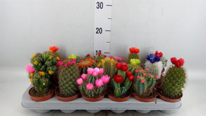 <h4>Cactus   ...decorated</h4>