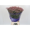 Limonium sinuatum Pink Diamond