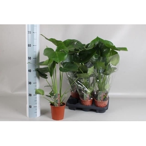 MONSTERA DELICIOSA P13