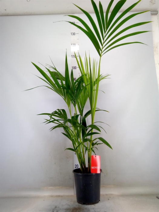 <h4>Howea forsteriana</h4>