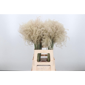 Misc Sin White Cloud Gedroogd