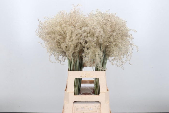 <h4>Misc Sin White Cloud Gedroogd</h4>