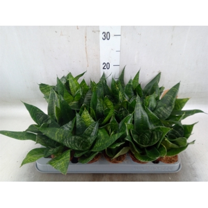 Sansevieria trifa. 'Hahnii'