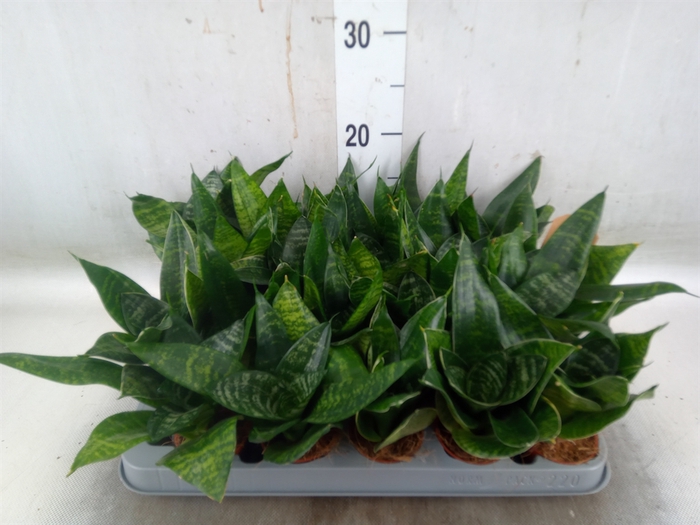 <h4>Sansevieria trifa. 'Hahnii'</h4>
