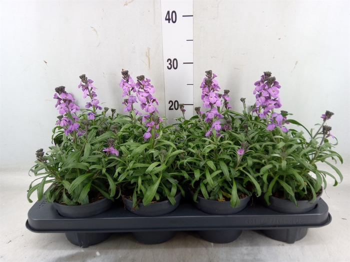 <h4>Erysimum linifolium 'Bowles Mauve'</h4>